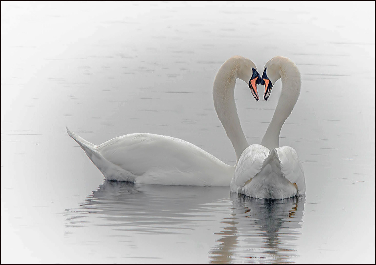 2nd Place PDI &ndash; Dave Mardle &ndash; Devotion